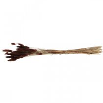 Article Fleuristerie sèche, herbe décorative, Lagurus Brown L35–50cm 25g