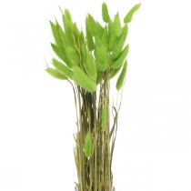 Velours vert d&#39;herbe, lagurus, décoration sèche, foin d&#39;odeur séché L18-50cm 25g