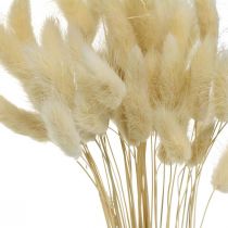 Herbe décorative, foin d&#39;odeur blanchi, Lagurus ovatus, herbe de velours L40–55cm 25g
