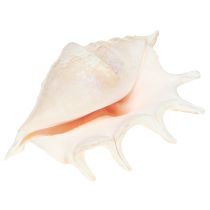 Article Escargot de mer Lambis Décoration naturelle 14 cm 10 pièces