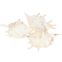 Article Escargot de mer Lambis Décoration naturelle 14 cm 10 pièces