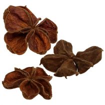 Article Landlotus Nature 50 pcs