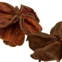 Article Landlotus Nature 50 pcs