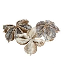 Article Fleurs de lotus séchées Sterculia Blanchies 6-12cm 50 pcs