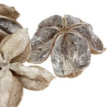 Article Fleurs de lotus séchées Sterculia Blanchies 6-12cm 50 pcs