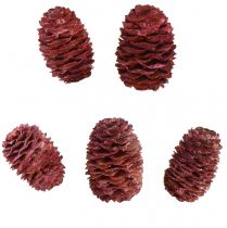 Article Cônes de Leucadendron Sabulosum en rouge givré 500g
