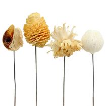 Article Assortiment de Leucodendrons décoration blanchie sur fil 100 pièces