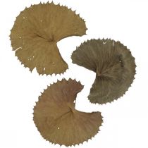 Article Feuilles de lotus séchées décoration naturelle sèche feuille de nénuphar 50 pièces