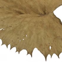 Article Feuilles de lotus séchées naturelles, décoration sèche, feuille de nénuphar, 50 pièces