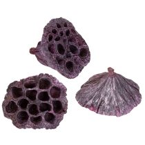 Article Capsules de lotus, fleuriste sèche, bulbe de lotus rose, blanc lavé 50 pièces