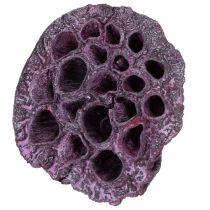 Article Capsules de lotus, fleuriste sèche, bulbe de lotus rose, blanc lavé 50 pièces