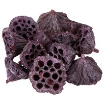 Article Capsules de lotus, fleuriste sèche, bulbe de lotus rose, blanc lavé 50 pièces