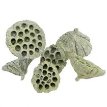Article Flasque Lotus mix vert lavé Ø6cm - 10cm 50 pcs