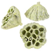 Article Flasque Lotus mix vert lavé Ø6cm - 10cm 50 pcs