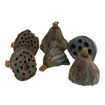 Flacon Lotus petit 100 pièces naturel