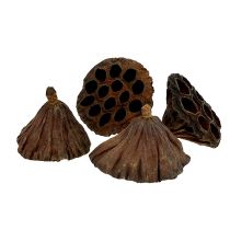 Article Flacon Lotus moyen 100pcs naturel