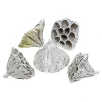 Article Lotus Natural Deco Ampoule Lotus Blanc Lavé 6-8cm 50 pcs