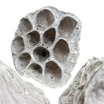 Article Lotus Natural Deco Ampoule Lotus Blanc Lavé 6-8cm 50 pcs