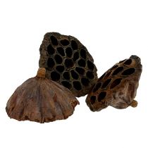 Article Flacon Lotus grand 100 pièces naturel