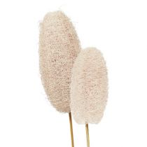Article Grand luffa sur bâton, blanchi, 25 pièces