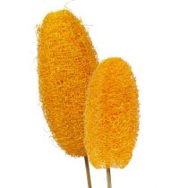Article Luffa grand sur bâton jaune doré 25 pcs
