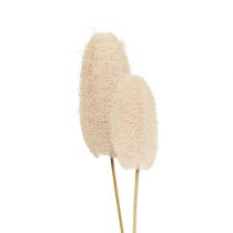 Article Petit luffa sur bâton, blanchi, 25 pièces