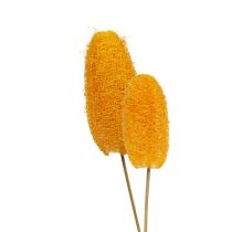 Article Petit luffa sur bâton, jaune doré, 25 pièces