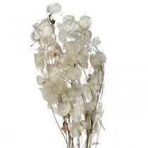 Article Lunaria fleurs séchées lune violette feuille d&#39;argent séchée 60-80cm 30g