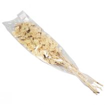 Article Lunaria Deco Moon Violet Feuille d'Argent Séchée 90cm 100g