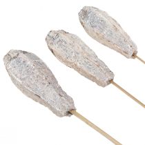Article Cosses d&#39;acajou décoration sèche blanc naturel 45cm 50 pcs