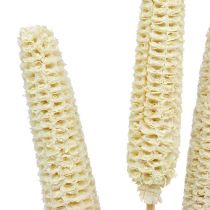 Article Épis de maïs sur tiges blanchis 20 pcs