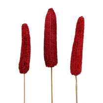 Article Épis de maïs sur bâton rouge 20 pcs