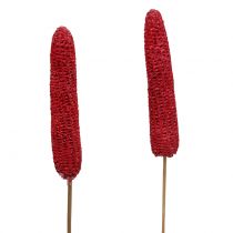 Article Épis de maïs sur bâton rouge, lavés en blanc 20 pcs