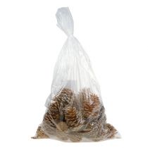 Article Cônes Maritima crème-vanille mixte 5-18cm 25 pcs