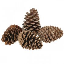 Article Cônes Maritima, fleuristerie de deuil, décoration de l&#39;Avent, produit naturel H12-15cm Ø6,5-10cm 50 pièces