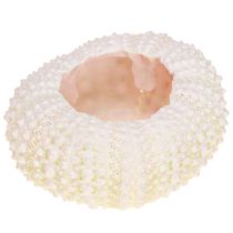 Article Décoration maritime coquille d&#39;oursin rose, blanc décoration à disperser 20 pièces
