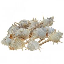 Décoration maritime coquilles d&#39;escargots escargot épineux 3-6cm 1kg