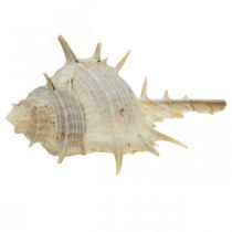 Décoration maritime coquilles d&#39;escargots escargot épineux 3-6cm 1kg
