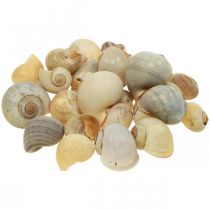 Décoration maritime coquille d&#39;escargot escargots naturels vides 2-5cm 1kg