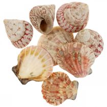 Décoration maritime, véritables coquillages décoration coquilles d&#39;escargots 700g
