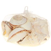 Article Coquille d'escargot de mer, maritime naturelle, 400g