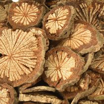 Article Mini disques en bois décoration noix de bétel avec grain 1-4,5 cm 300 g