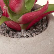 Article Mini Plantes Succulentes en Pot Plantes Artificielles Décoration Ø6,5cm 6pcs
