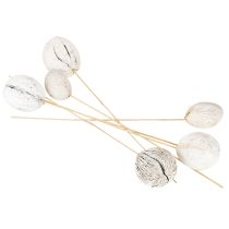 Article Fruit de cerbera blanchie sur bâtonnet 7-10cm 6 pièces
