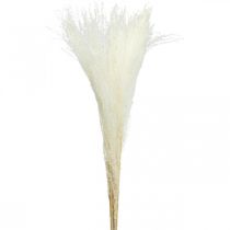Herbe plume déco herbe sèche blanchie Miscanthus 75cm 10pcs
