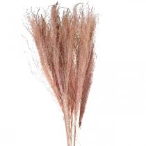 Article Herbe sèche longue rose à plumes décorative Miscanthus 75cm 10 pcs