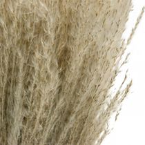 Article Herbe sèche Miscanthus 55-75cm herbe à plumes naturelle 100 pcs