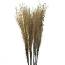 Article Miscanthus roseaux chinois herbes sèches décoration sèche 75cm 10pcs