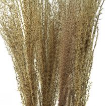 Miscanthus roseau chinois herbe sèche décoration sèche 75cm 10pcs