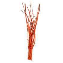 Branches de mitsumata oranges 34-60 cm 12 p.